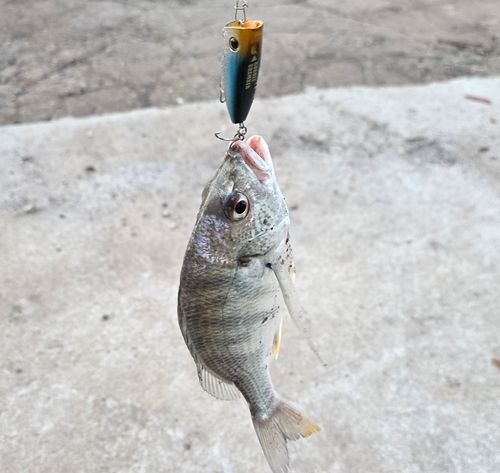 キビレの釣果