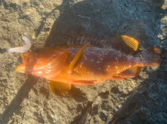アコウの釣果