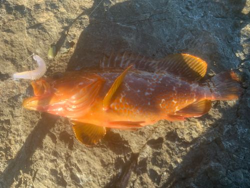 アコウの釣果