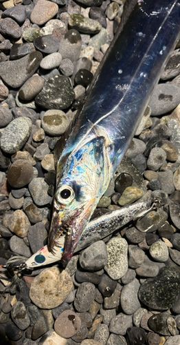 タチウオの釣果