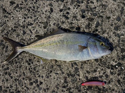 ショゴの釣果