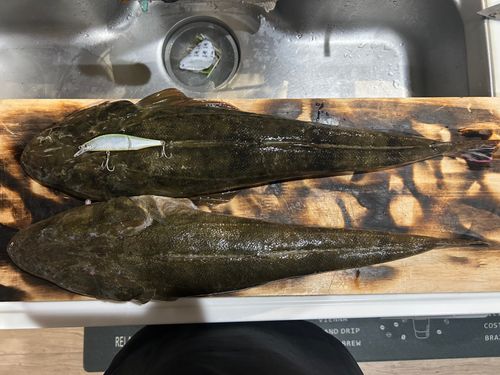 マゴチの釣果