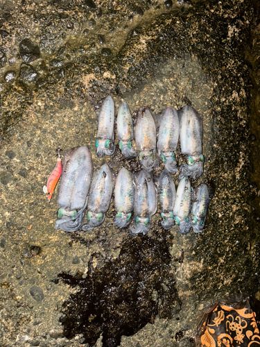アオリイカの釣果