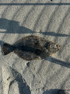 ソゲの釣果