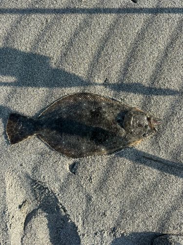 ソゲの釣果