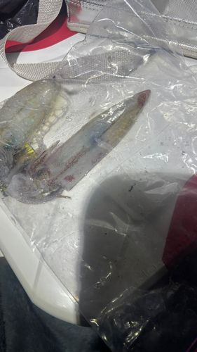 アカイカの釣果