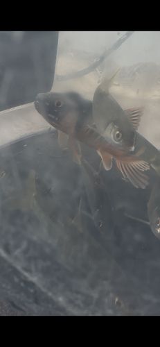 オイカワの釣果