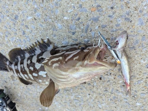 クエの釣果