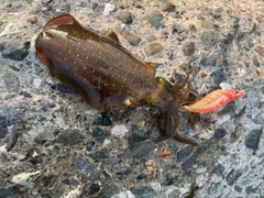 アオリイカの釣果