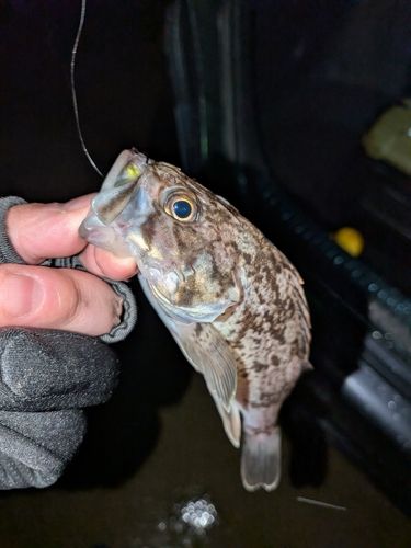 クロソイの釣果