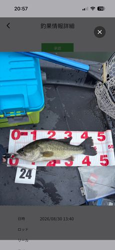 ラージマウスバスの釣果