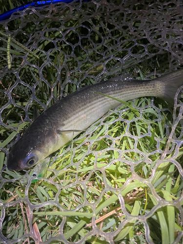 ボラの釣果