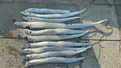 タチウオの釣果