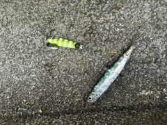 イワシの釣果
