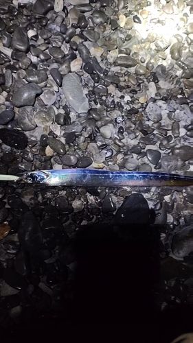 タチウオの釣果