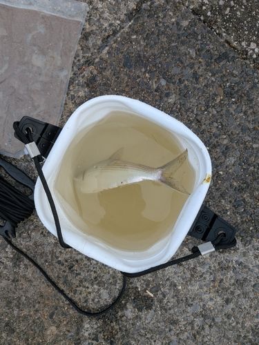 コノシロの釣果