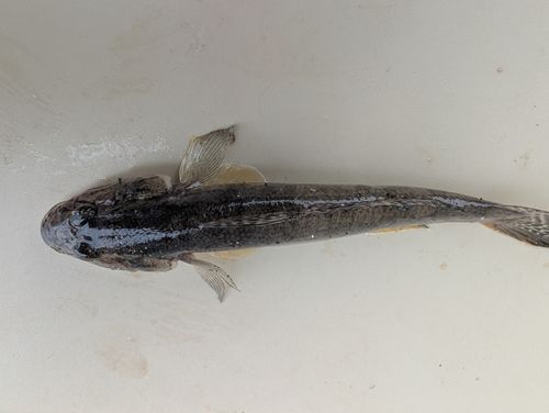 マハゼの釣果