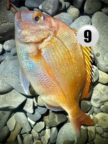 マダイの釣果