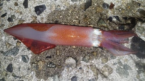 ケンサキイカの釣果