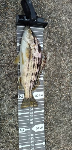 シマイサキの釣果