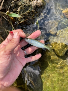 オイカワの釣果