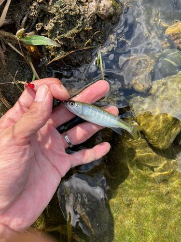 オイカワの釣果