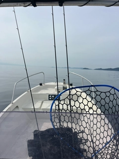 サゴシの釣果