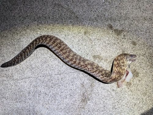 ウツボの釣果