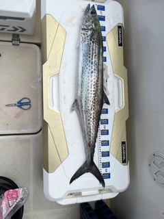 サワラの釣果