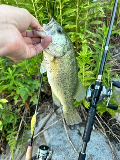ブラックバスの釣果