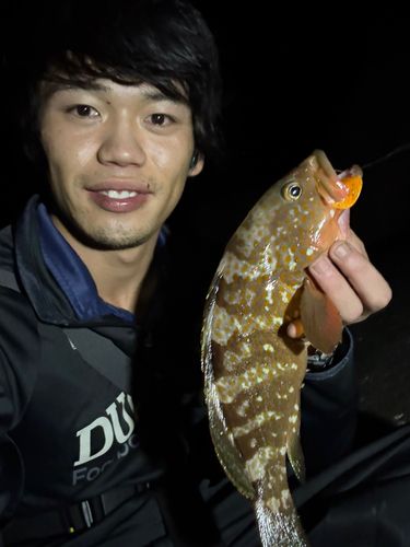キジハタの釣果