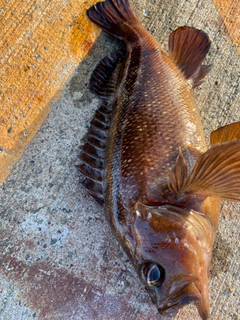 エゾメバルの釣果