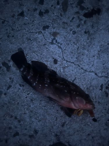 キジハタの釣果