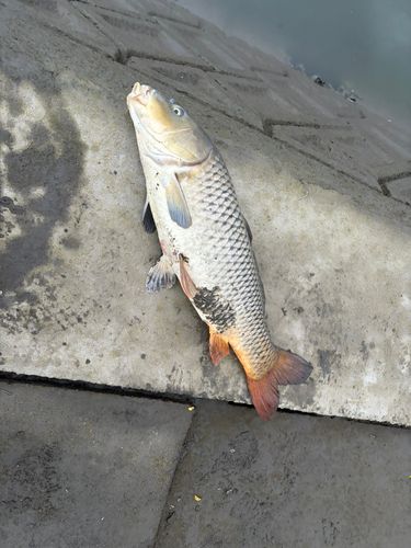 コイの釣果