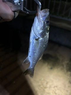 セイゴ（マルスズキ）の釣果