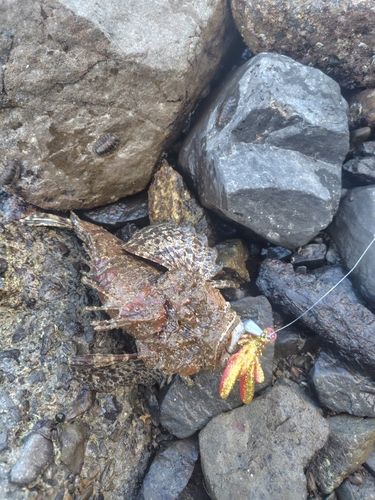 オニカサゴの釣果