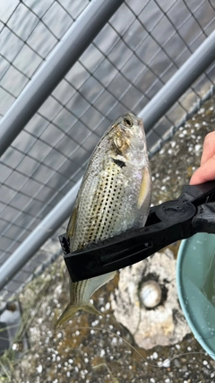 コハダの釣果