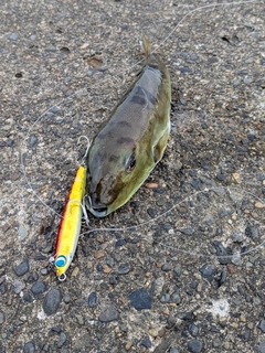 シロサバフグの釣果