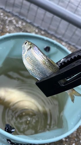 サッパの釣果