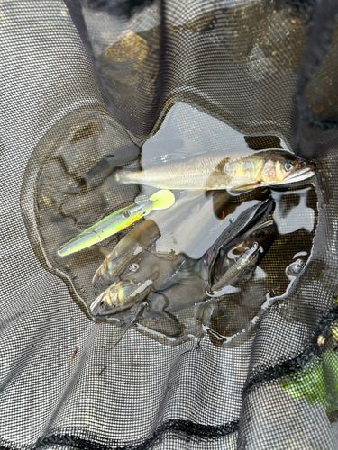 アユの釣果