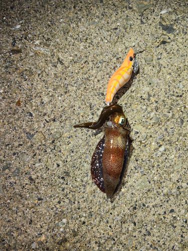 アオリイカの釣果
