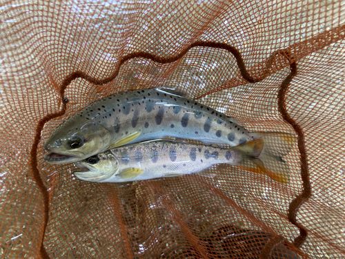 ヤマメの釣果