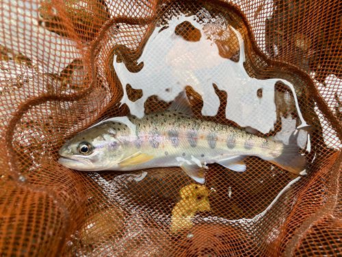 アマゴの釣果