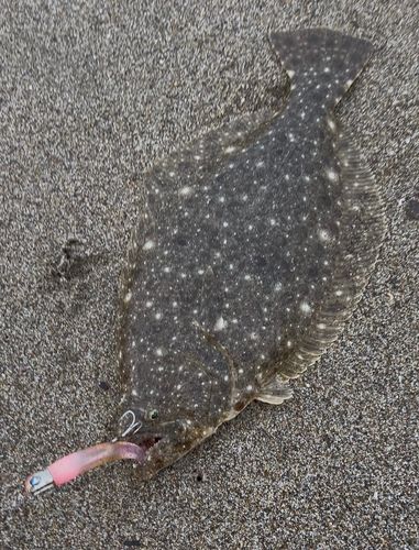 ヒラメの釣果