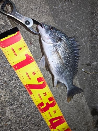 キビレの釣果