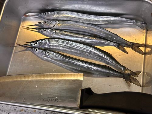 サヨリの釣果