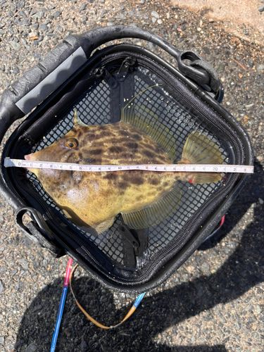 カワハギの釣果
