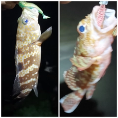 アコウの釣果