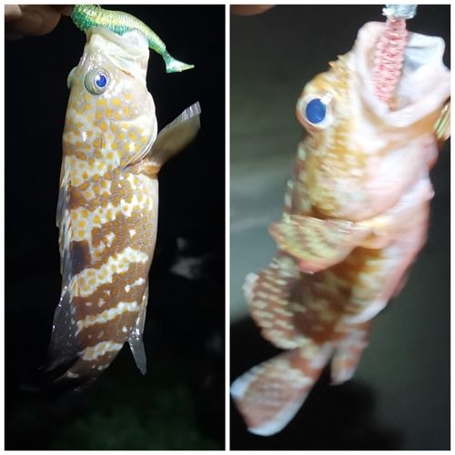 アコウの釣果