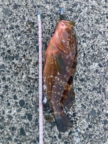 アコウの釣果